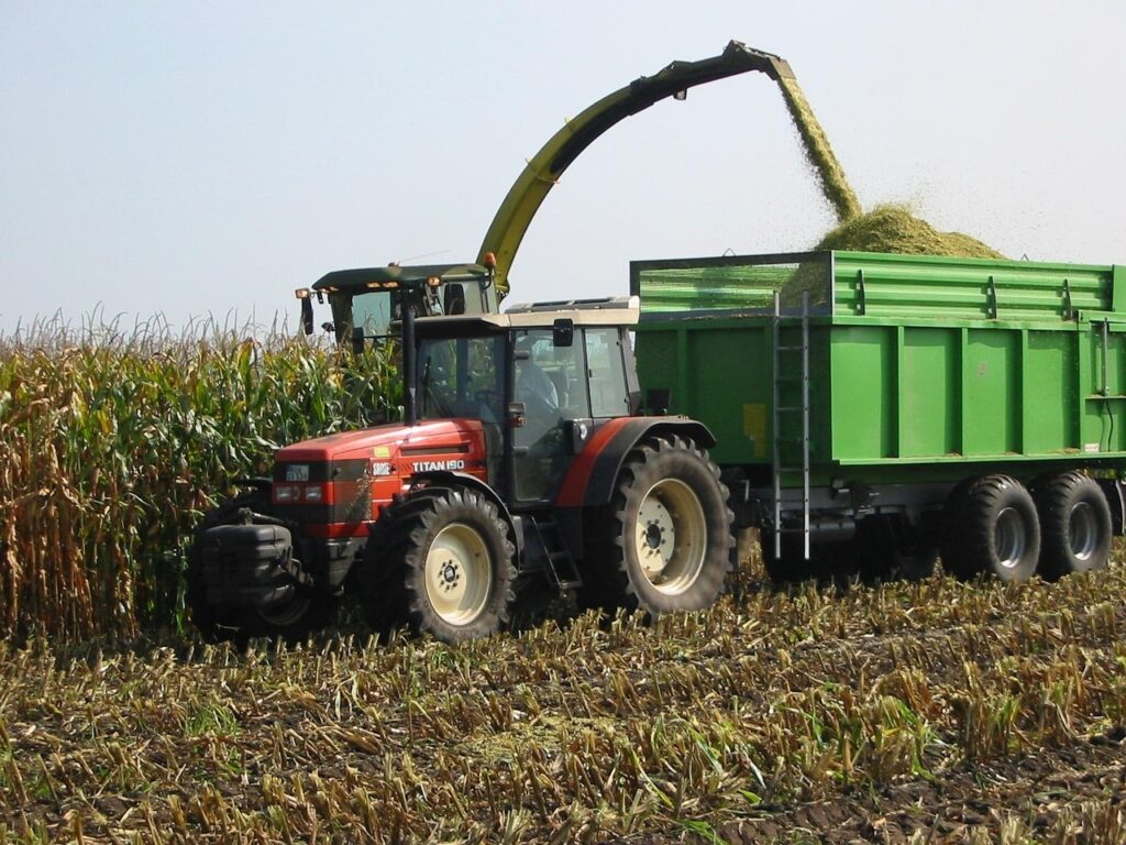 Harvesting corn
