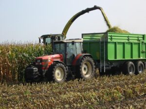 Harvesting corn