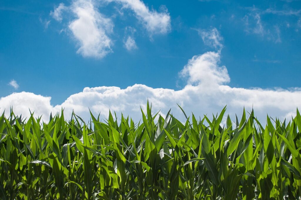 Cornfield and blue sky