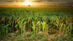 Farming - a cornfield at sunset
