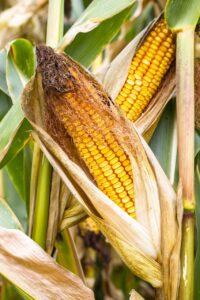 Ears of feed corn ready to be harvested