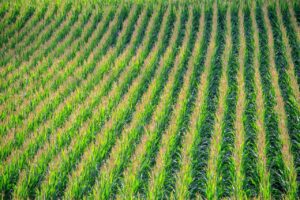 Rows of corn with tassels in cornfield