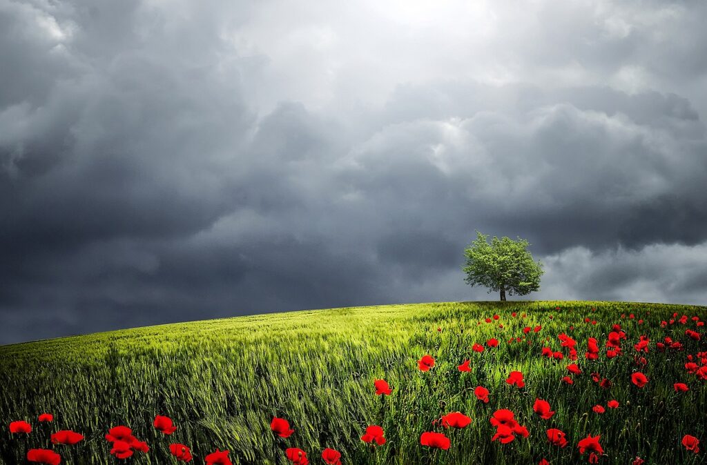 Lone tree in field with menacing dark skies