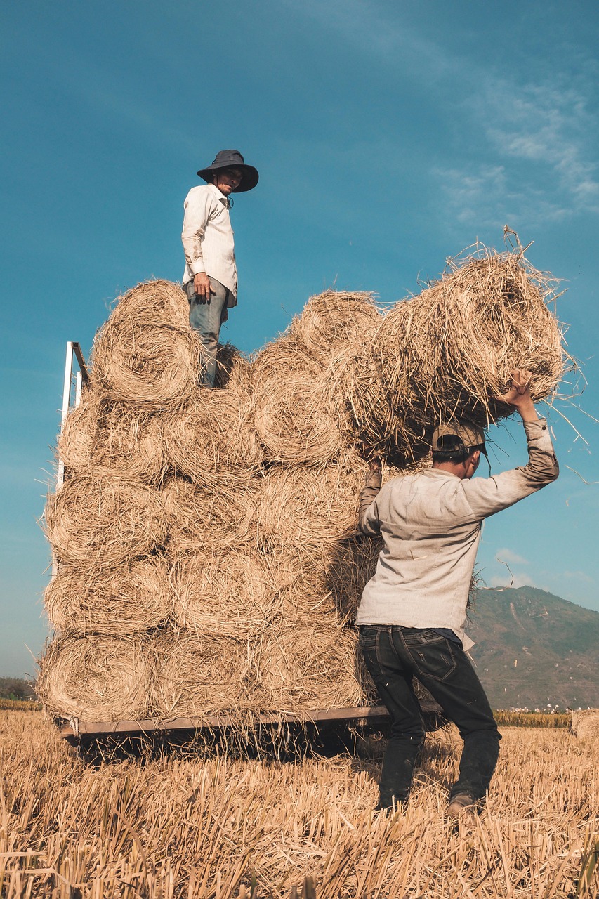 worker loads hay bales