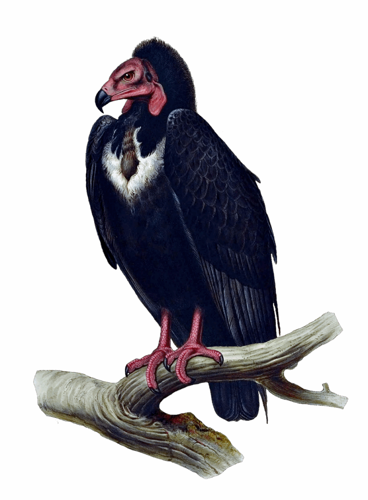Black vulture on a branch