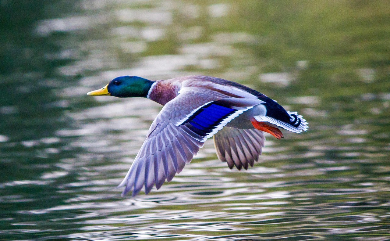 Male blue-winged teal duck