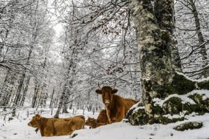 A winter scene with cattle in the woods