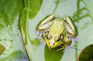 Frog in a wetland environment