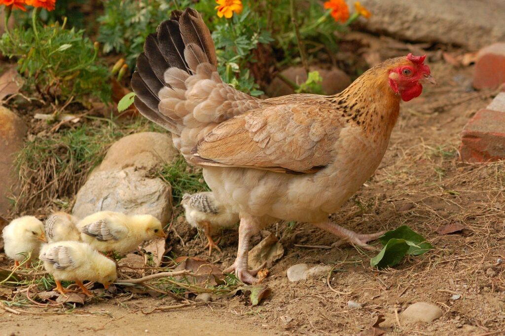 Hen and Chicks by Peter Chou