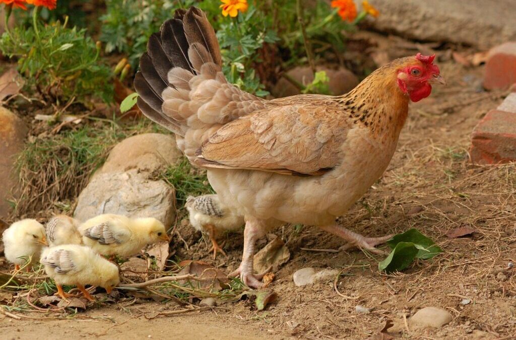 Avian Influenza Found in Six Iowa Flocks This Year